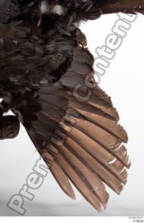 Western capercaillie back feathers wings 0007.jpg